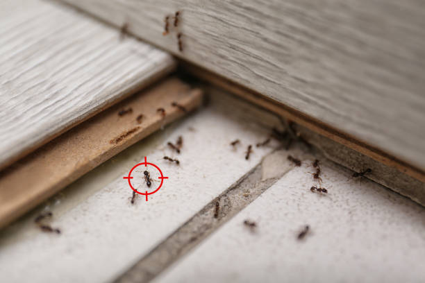 Best Pest Removal Services  in Eaton, CO