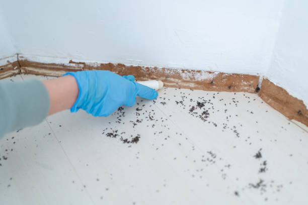 Best Emergency Pest Control  in Eaton, CO
